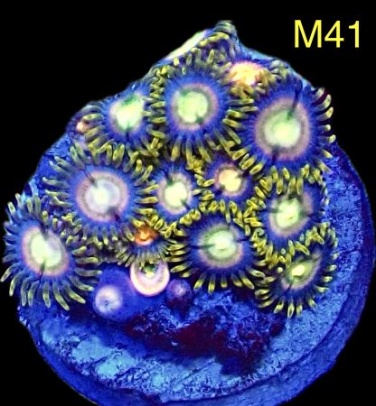 WYSIWYG Zoanthid Frag M41