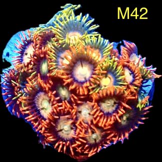 WYSIWYG Zoanthid Frag M42