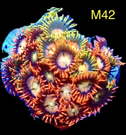 WYSIWYG Zoanthid Frag M42