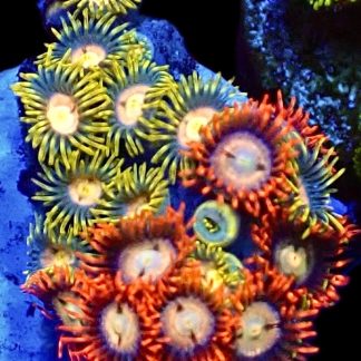 WYSIWYG Zoanthid Frag M43