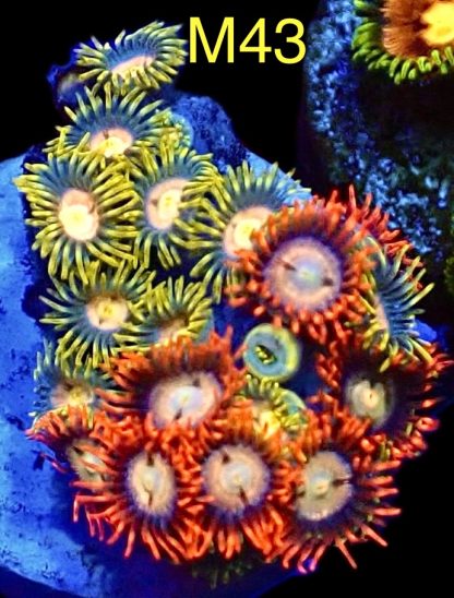 WYSIWYG Zoanthid Frag M43
