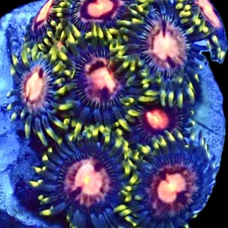 WYSIWYG Zoanthid Frag M44