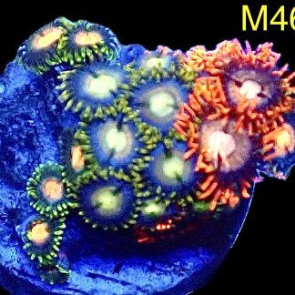 WYSIWYG Zoanthid Frag M46