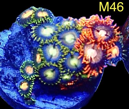 WYSIWYG Zoanthid Frag M46