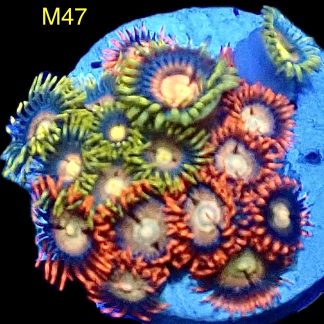 WYSIWYG Zoanthid Frag M47
