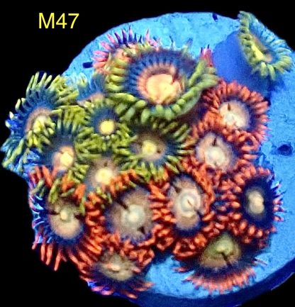 WYSIWYG Zoanthid Frag M47