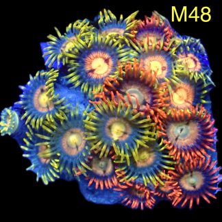 WYSIWYG Zoanthid Frag M48