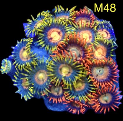 WYSIWYG Zoanthid Frag M48