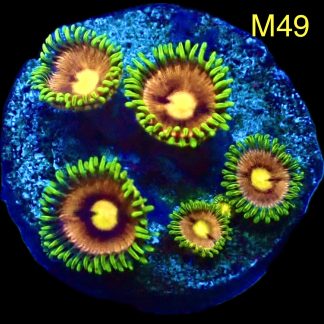 WYSIWYG Zoanthid Frag M49