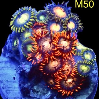 WYSIWYG Zoanthid Frag M50