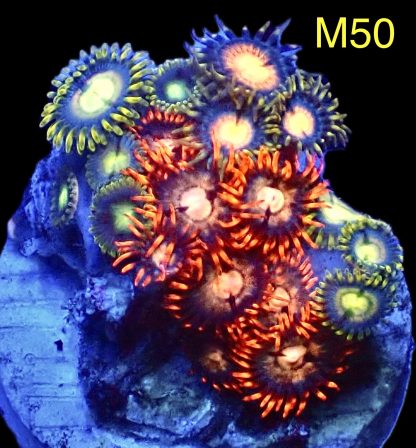 WYSIWYG Zoanthid Frag M50