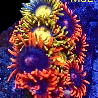 WYSIWYG Zoanthid Frag M52