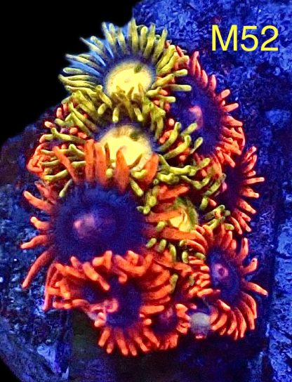 WYSIWYG Zoanthid Frag M52