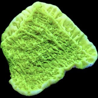 WYSIWYG 11B Toxic Lime Plating Montipora Frag