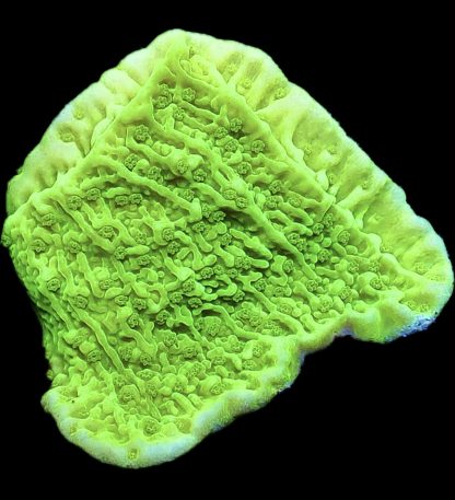 WYSIWYG 11B Toxic Lime Plating Montipora Frag