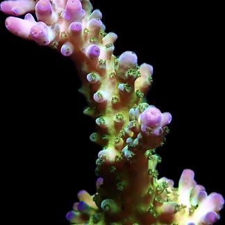 WYSIWYG 21C Violet Venom Acropora Extra Large Frag