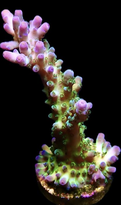 WYSIWYG 21C Violet Venom Acropora Extra Large Frag