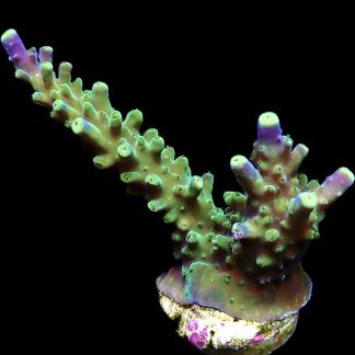 WYSIWYG 20E Joker Acropora Large