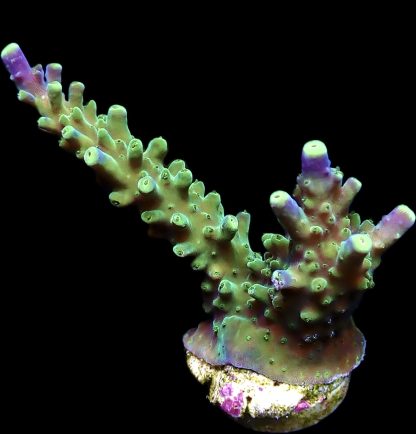 WYSIWYG 20E Joker Acropora Large