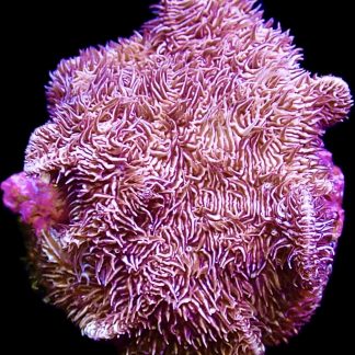 WYSIWYG 13A Ultra Purple Scrolling Pavona