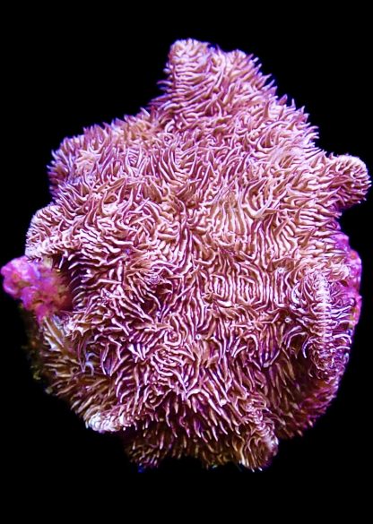 WYSIWYG 13A Ultra Purple Scrolling Pavona
