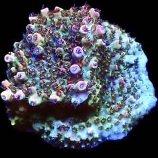 WYSIWYG 22H Bill Murray Acropora Frag Extra Large