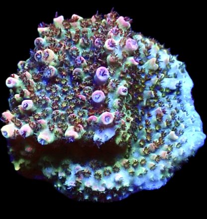 WYSIWYG 22H Bill Murray Acropora Frag Extra Large