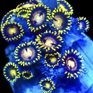 WYSIWYG Zoanthid Frag R10