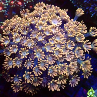 Orange Alvepora Frag 20+ Polyps
