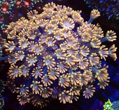 Orange Alvepora Frag 20+ Polyps