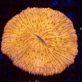 Ultra Grade Fungia Plate Colony 2