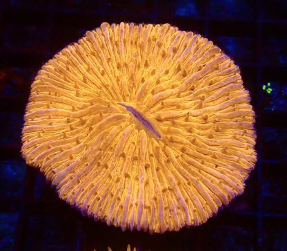 Ultra Grade Fungia Plate Colony 2