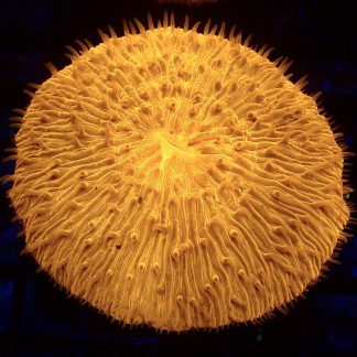 Ultra Grade Fungia Plate Colony 1