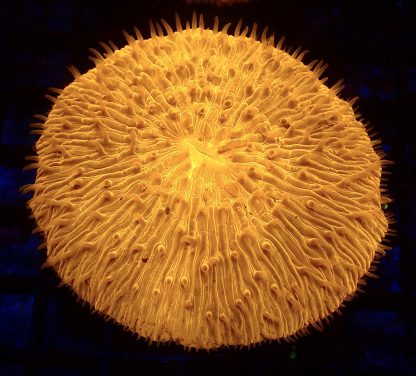 Ultra Grade Fungia Plate Colony 1