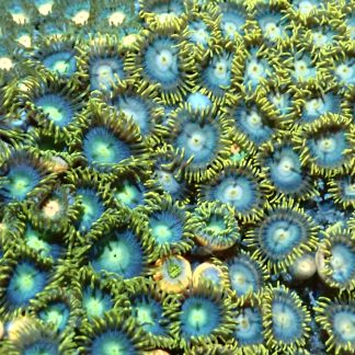 M.O.C. Aquaman Zoanthid (10+ Polyps )