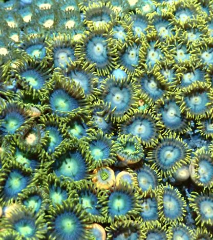 M.O.C. Aquaman Zoanthid (10+ Polyps )
