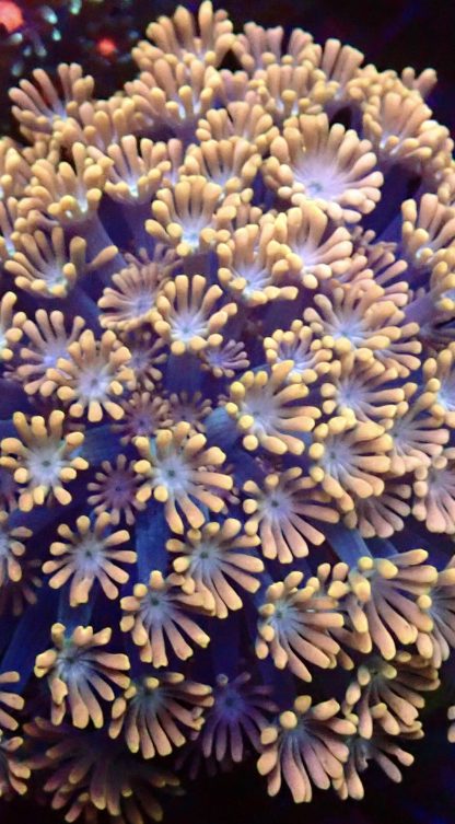 Orange Alvepora Frag 20+ Polyps - Image 2