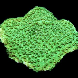 WYSIWYG 13D Bright Green Goblin Montipora Frag