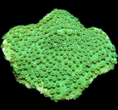 WYSIWYG 13D Bright Green Goblin Montipora Frag