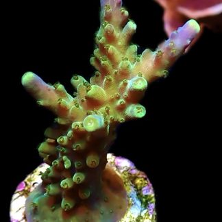 WYSIWYG 15G Joker Acropora Frag