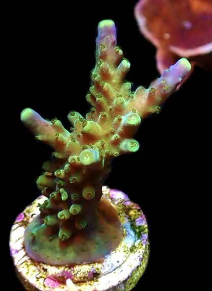 WYSIWYG 15G Joker Acropora Frag