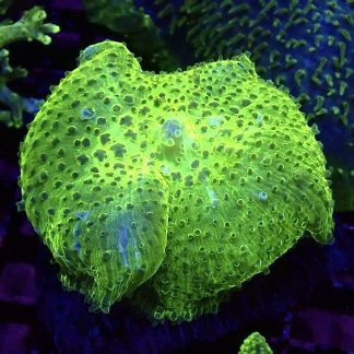 WYSIWYG A1 Jumbo Super Neon Discosoma Mushroom