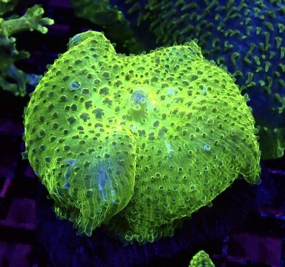 WYSIWYG A1 Jumbo Super Neon Discosoma Mushroom