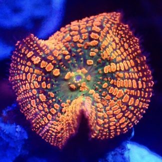 Ultra Forest Fire Mushroom Small Single