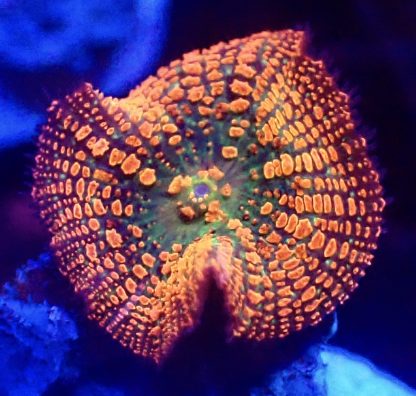 Ultra Forest Fire Mushroom Small Single
