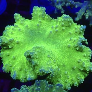 WYSIWYG A3 Neon Green Cabbage Soft Coral Colony
