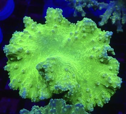 WYSIWYG A3 Neon Green Cabbage Soft Coral Colony