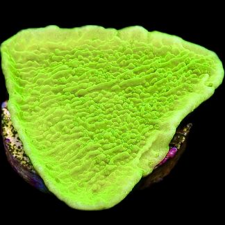 WYSIWYG 18A Toxic Lime Plating Montipora