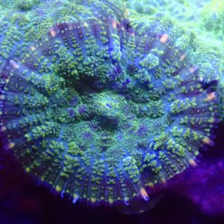 Emerald / Blue Rhodactis Mushroom Coral Single Leaf