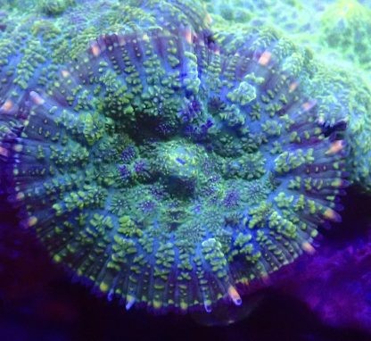 Emerald / Blue Rhodactis Mushroom Coral Single Leaf